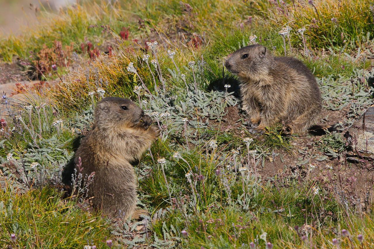 Randonnée Découverte Faune - Flore : Pays Désert 2908m Ouille Noire 3088m 16 et 30 juillet 2026